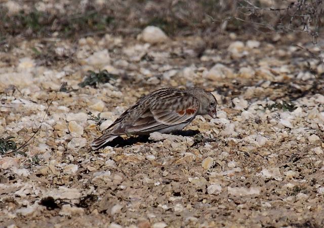 McCown's Longspur _0750.JPG